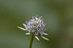 Blueflower eryngo